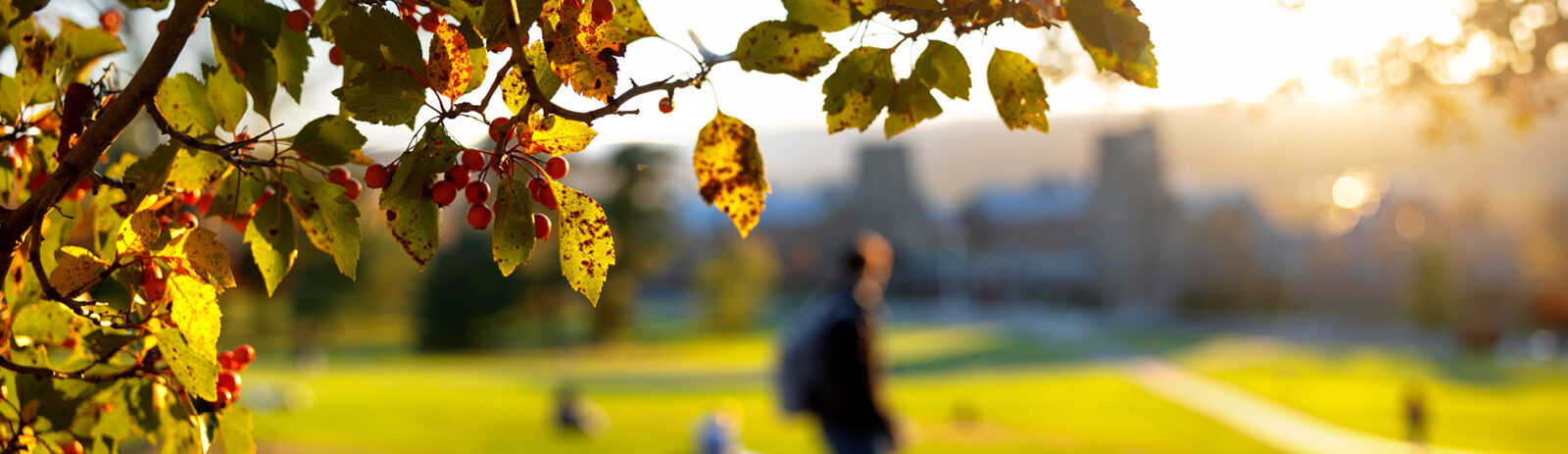 A landscape photo of leafs on a tree with Cornell campus blurry in the background.